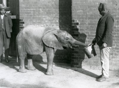 Jeune éléphant africain Kiberenge nourri par Darisha tandis que Syed Ali regarde en arrière-plan, Zoo de Londres, septembre 1923 - Frederick William Bond